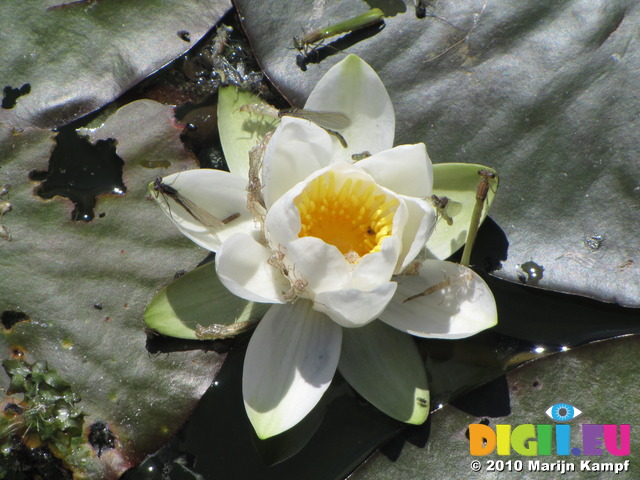 SX14200 Damselflies and empty nymphal skins on White Water-lily (Nymphaea alba)